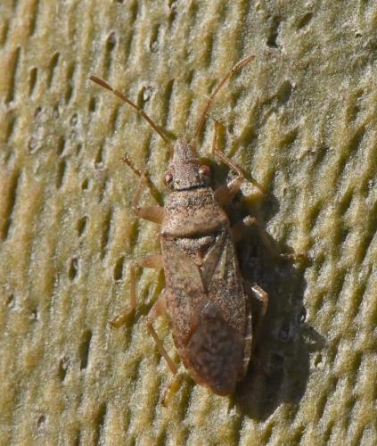 Réf. 219 010 : Orsillus maculatus